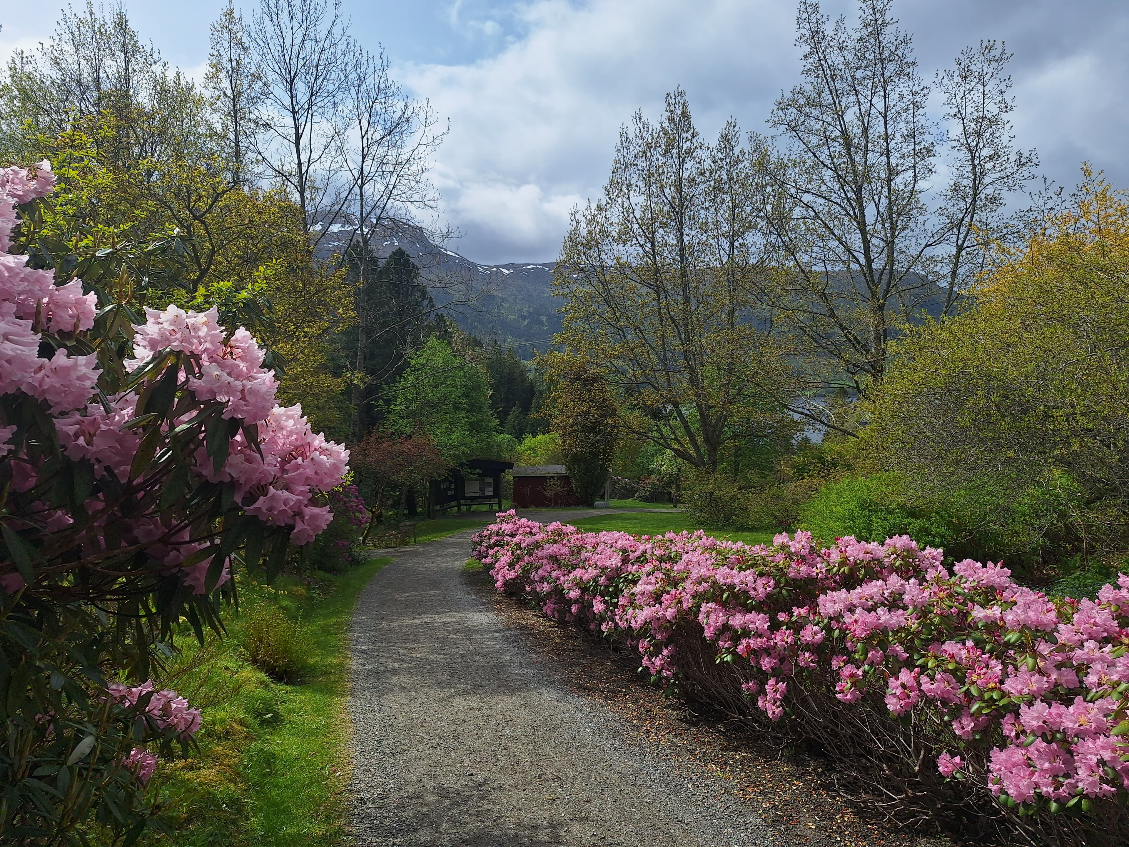 Mellom Magnolia og Tempeltre i Svinviks arboret